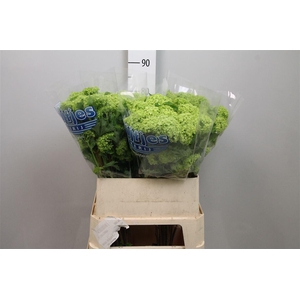 Viburnum Roseum St 4+