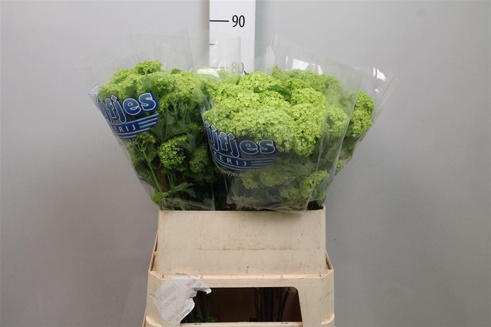 <h4>Viburnum Roseum St 4+</h4>