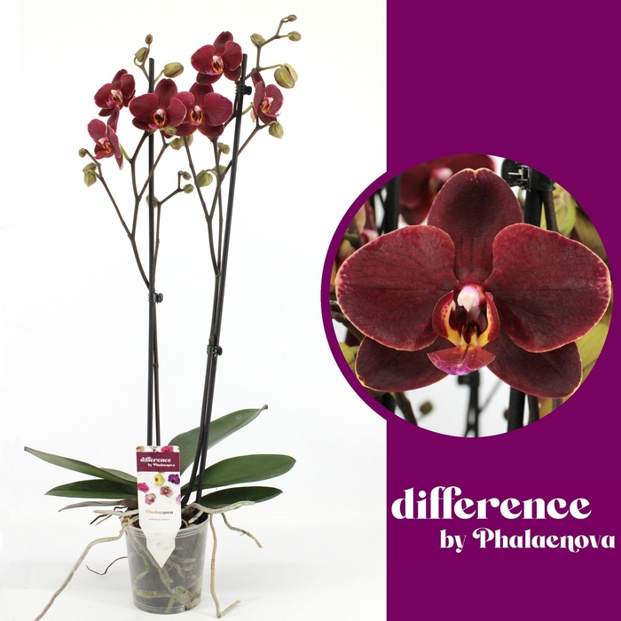 <h4>PHAL OV ROOD</h4>