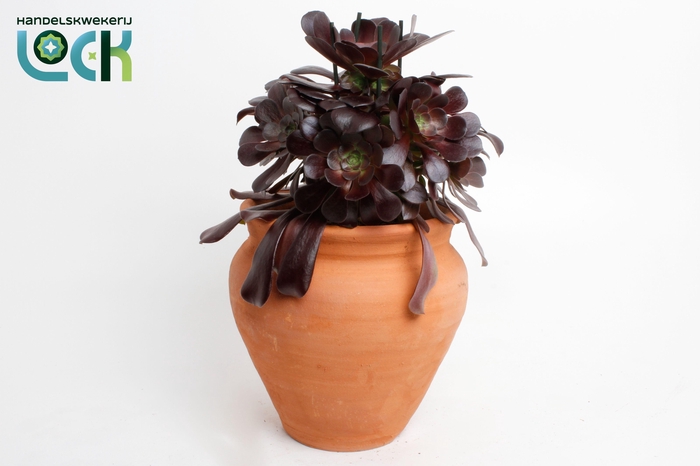 <h4>Aeonium Arboreum in kruik</h4>