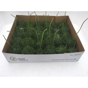 Sier Cucumis Ice Tea X30 Hol