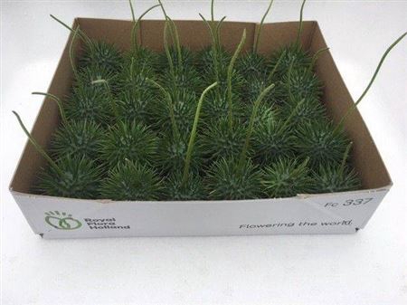 <h4>Sier Cucumis Ice Tea X30 Hol</h4>