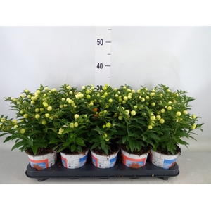 Solanum pseudocapsicum