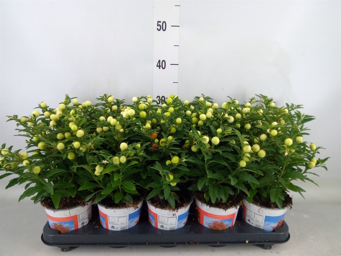 <h4>Solanum pseudocapsicum</h4>