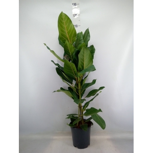 Ficus benghalensis 'Joy'