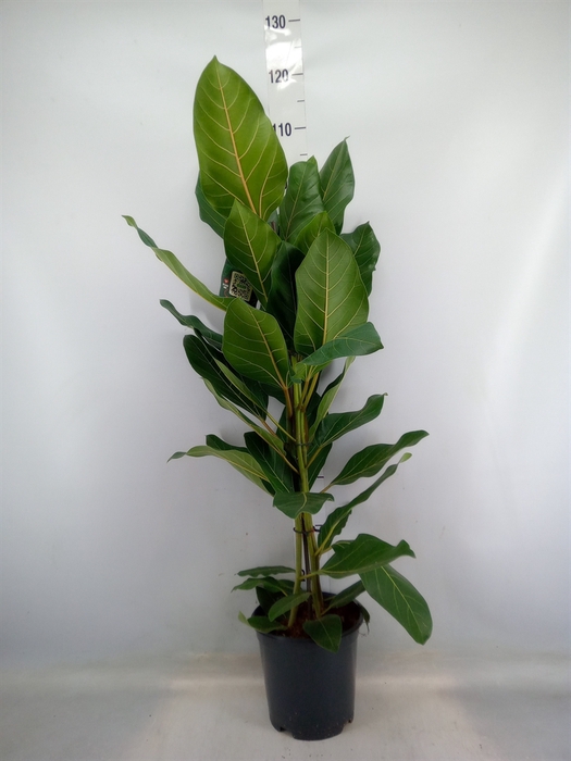 <h4>Ficus benghalensis 'Joy'</h4>