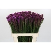 Liatris Spicata