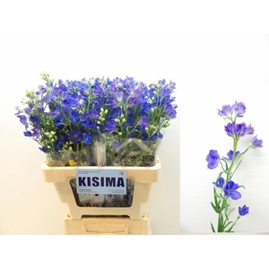 DELPH EN M GRAN BLUE