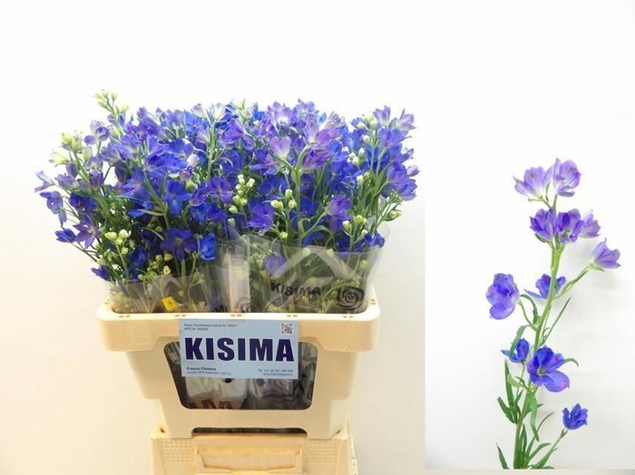 <h4>DELPH EN M GRAN BLUE</h4>