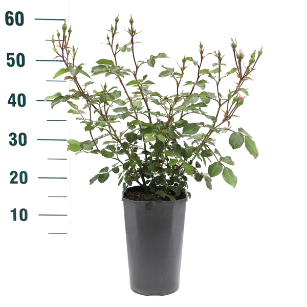 <h4>Rosa 'Bonica' - Struik - C3rp - Categorie 3</h4>