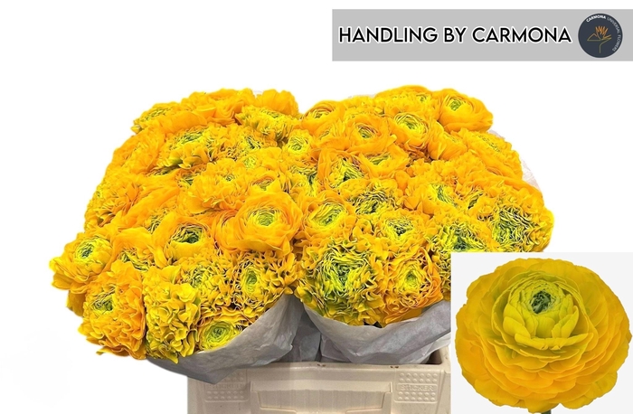 <h4>RAN PON PON LUNA</h4>