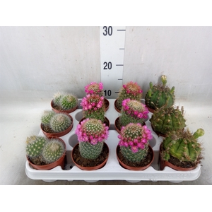 Cactus   ...flowering mix