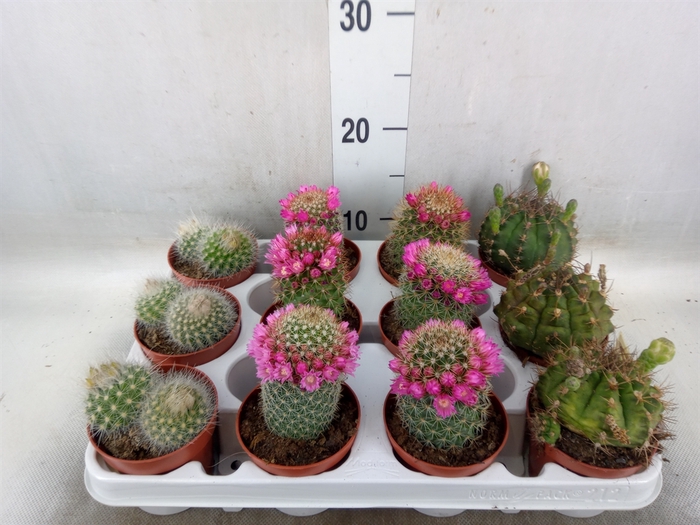 <h4>Cactus   ...flowering mix</h4>