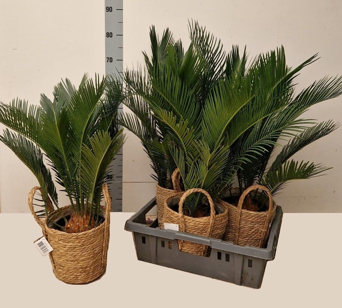 <h4>CYCAS REVOLUTA</h4>