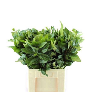 Viburnum tinus per stuk overig