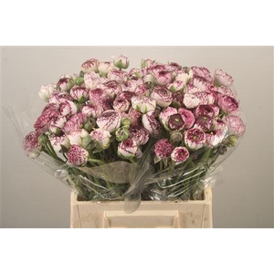 Ran El White Stripes