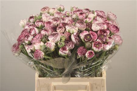 <h4>Ran El White Stripes</h4>