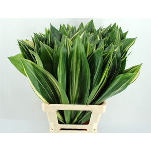 Aspidistra Noy 70cm