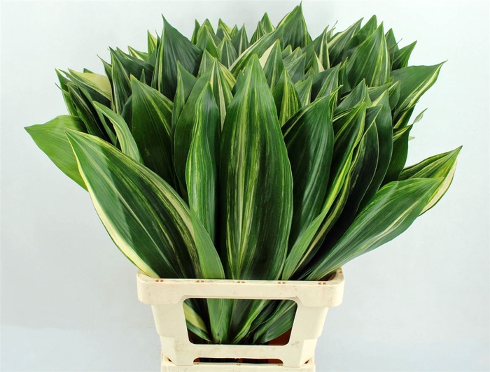 <h4>Aspidistra Noy 70cm</h4>