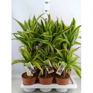 Dracaena fr de 'LemonLime'