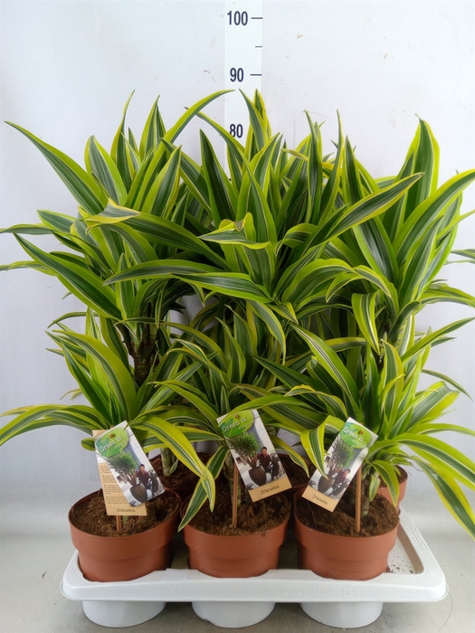 <h4>Dracaena fr de 'LemonLime'</h4>