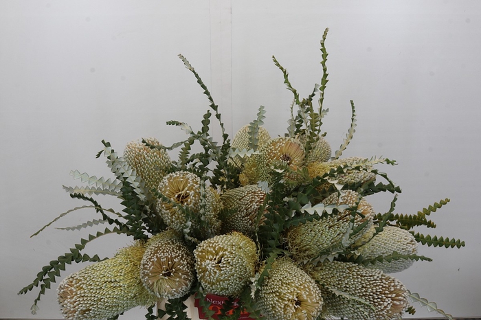 <h4>Banksia Speciosa</h4>