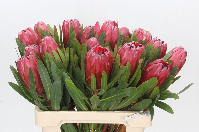 Protea Red Ice