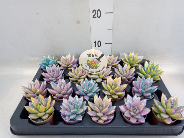 <h4>Echeveria  'Miranda'</h4>