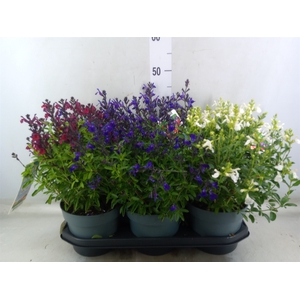 Salvia   ...