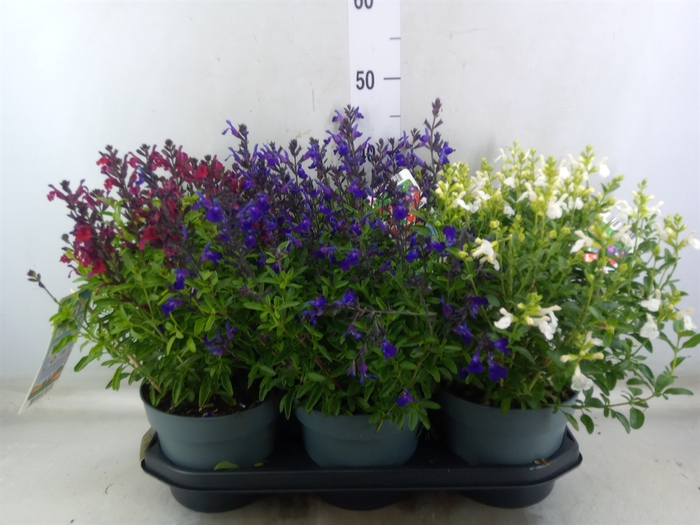 <h4>Salvia   ...</h4>
