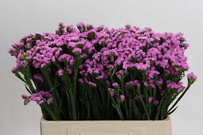 Limonium sinuatum Rosella Sun Birds