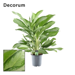 Aglaonema Cleopatra (Decorum)