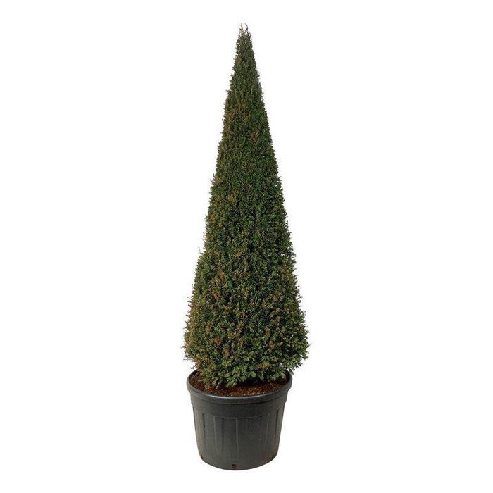 <h4>Taxus baccata</h4>