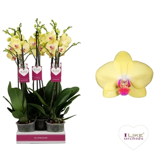 Phal Miraflore 2 Tak