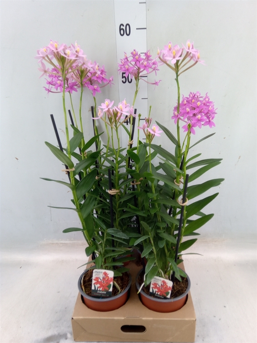 <h4>Epidendrum   ...</h4>