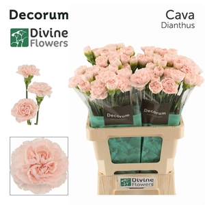 Di St Nl Cava
