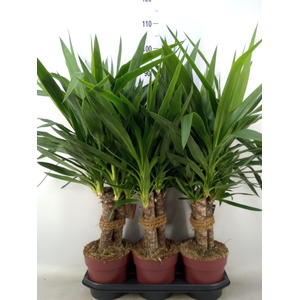 Yucca elephantipes   ...