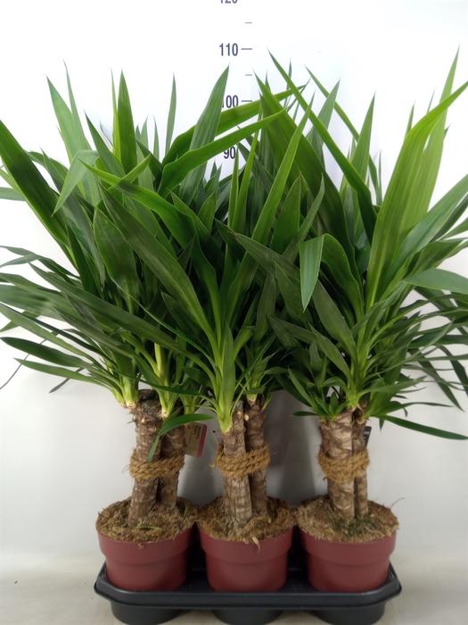 <h4>Yucca elephantipes   ...</h4>