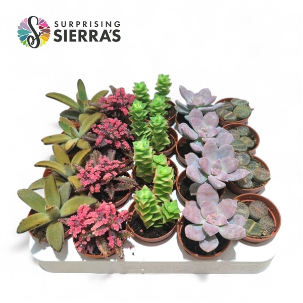 Sierra's® - Barcelona Succulent Mix (Exclusive)