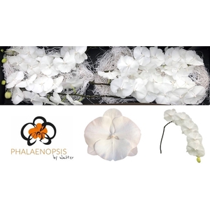 PHAL WHITE SERENITY PHAL WHITE SERE