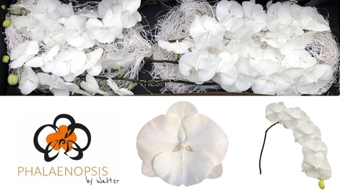 <h4>PHAL WHITE SERENITY PHAL WHITE SERE</h4>