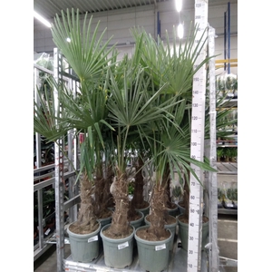 Trachycarpus fortunei