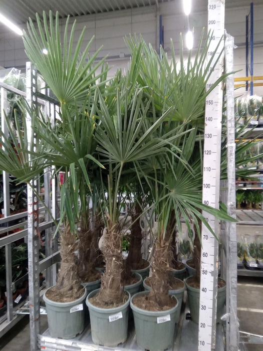 <h4>Trachycarpus fortunei</h4>