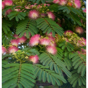 Albizia julibrissin