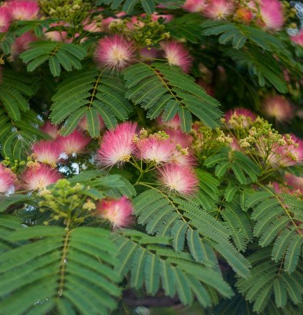 <h4>Albizia julibrissin</h4>