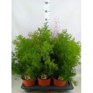 Asparagus umbellatus