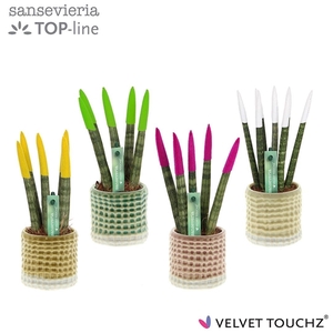 Sansevieria VELVET TOUCHZ® mix in pot Elsa