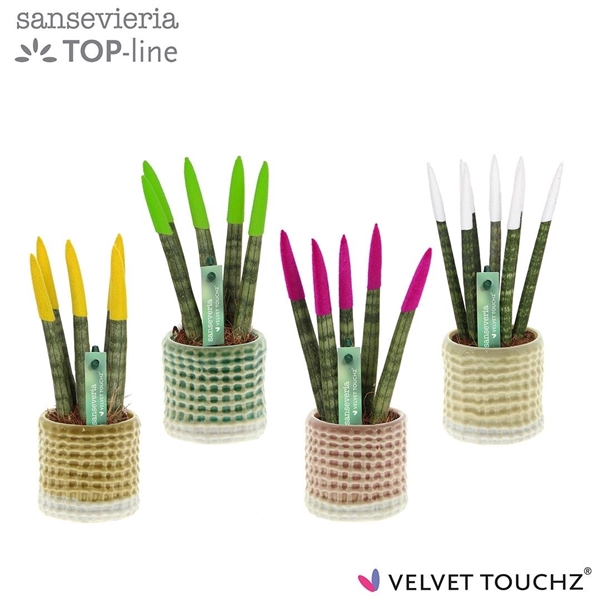 <h4>Sansevieria VELVET TOUCHZ® mix in pot Elsa</h4>