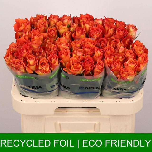 <h4>Rosa gr Free Spirit</h4>