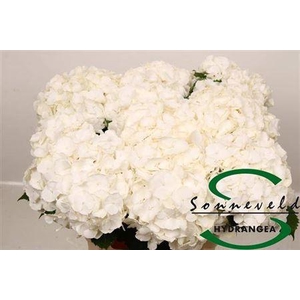 Hydr M Ch Whi Verena 60-20